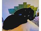 Adopt Raoul a All Black American Shorthair / Mixed (short coat) cat in Seattle