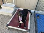 Adopt Roxi a Black - with White Black Mouth Cur / Pit Bull Terrier dog in