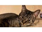 Adopt Midge a Brown Tabby Domestic Shorthair (short coat) cat in Wilmington