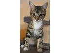 Adopt Ziti a Brown Tabby Domestic Shorthair / Mixed (short coat) cat in