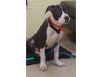 Adopt Rox a Black Mixed Breed (Small) / Mixed Breed (Medium) / Mixed (short