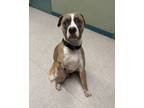 Adopt Bob a Tan/Yellow/Fawn Mixed Breed (Medium) / Mixed dog in Houghton