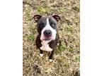 Adopt Rex a Black American Pit Bull Terrier / Mixed Breed (Medium) / Mixed