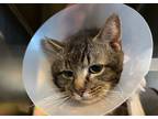 Adopt Melvin a Brown Tabby Domestic Shorthair / Mixed Breed (Medium) / Mixed