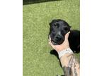 Adopt Timothy a Black American Pit Bull Terrier / Labrador Retriever / Mixed
