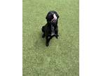 Adopt Dumbo a Black American Pit Bull Terrier / Labrador Retriever / Mixed
