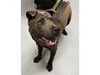 Adopt BLAZER a Labrador Retriever / Chow Chow / Mixed dog in Midwest City