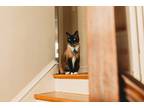 Adopt Bulleit (like the bourbon) a Tan or Fawn Himalayan / Mixed (medium coat)