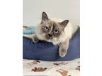 Adopt Crissy a Cream or Ivory (Mostly) Siamese (medium coat) cat in Quincy
