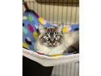 Adopt Janet a Cream or Ivory (Mostly) Siamese (medium coat) cat in Quincy