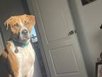 Adopt Arnie a Red/Golden/Orange/Chestnut - with White Boxer / Mixed dog in