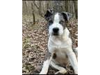 Adopt Tre a Black - with White Mutt / Mixed dog in Pontotoc, MS (41381392)