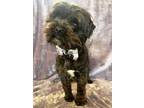 Adopt Fozie a Black - with White Shih Tzu / Mixed dog in Lodi, CA (41381369)