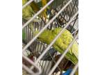 Adopt Janet a Green Parakeet - Other / Mixed bird in Largo, FL (41381312)