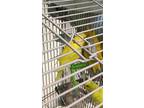 Adopt Smiles a Yellow Parakeet - Other / Mixed bird in Largo, FL (41381310)