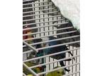 Adopt Star a Blue Parakeet - Other / Mixed bird in Largo, FL (41381306)