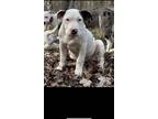 Adopt Uno a White - with Brown or Chocolate Labrador Retriever / Mutt / Mixed