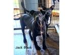 Adopt Jack Black a Black Jack Russell Terrier / Labrador Retriever / Mixed dog