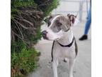 Adopt Musgrove a American Staffordshire Terrier / Mixed dog in Oceanside