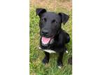 Adopt Jimmy a American Pit Bull Terrier / Mixed Breed (Medium) / Mixed dog in
