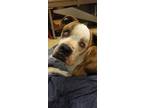 Adopt Penelope (aka Pistol) a American Pit Bull Terrier / Hound (Unknown Type) /