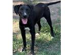 Adopt Chica a Labrador Retriever / Mixed Breed (Medium) / Mixed dog in Tool