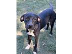Adopt Sasha a American Pit Bull Terrier / Mixed Breed (Medium) / Mixed dog in