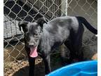 Adopt Gemma a Labrador Retriever / Mixed Breed (Medium) / Mixed dog in Tool