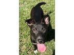 Adopt Greg a Labrador Retriever / Mixed Breed (Medium) / Mixed dog in Tool
