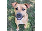 Adopt Sasha a Black Mouth Cur / Mixed Breed (Medium) / Mixed dog in Tool