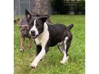 Adopt Jace a American Pit Bull Terrier / Mixed Breed (Medium) / Mixed dog in