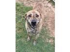 Adopt Frida a American Pit Bull Terrier / Mixed Breed (Medium) / Mixed dog in