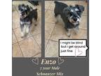 Adopt ENZO - 7 YEAR BLIND MALE a Gray/Blue/Silver/Salt & Pepper Schnauzer