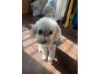 Adopt Shocka a White Maltipoo / Mixed dog in Seal Beach, CA (41381131)