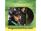 Adopt Sunny a Brown/Chocolate - with Tan Doberman Pinscher / Husky / Mixed dog