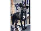 Adopt Max a Black - with White Australian Kelpie / Labrador Retriever / Mixed