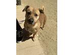 Adopt Boogie a Corgi / Labrador Retriever / Mixed dog in Stagecoach