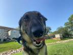 Adopt Percy a Black German Shepherd Dog / Mixed Breed (Medium) / Mixed (short