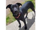 Adopt Davey a Black Labrador Retriever / Mixed Breed (Medium) / Mixed (short