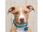 Adopt Emersyn a Tan/Yellow/Fawn Golden Retriever / Mixed Breed (Medium) / Mixed