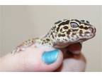 Adopt 42972 Leina a Gecko reptile, amphibian, and/or fish in Ellicott City
