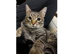 Adopt Mikhail a Brown Tabby Domestic Shorthair / Mixed (short coat) cat in