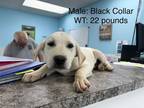 Adopt Chuckers a Tan/Yellow/Fawn Labrador Retriever / Mixed Breed (Medium) /
