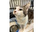 Adopt Vault a Gray or Blue Domestic Shorthair / Mixed Breed (Medium) / Mixed