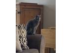 Adopt Baby a Gray or Blue Domestic Mediumhair / Mixed (medium coat) cat in