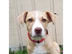 Adopt Rya a Tan/Yellow/Fawn Golden Retriever / Mixed Breed (Medium) / Mixed