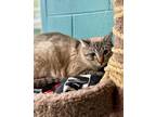 Adopt Curry a All Black Siamese / Mixed Breed (Medium) / Mixed (short coat) cat