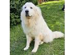 Adopt CHEERFUL CHACHI a White Great Pyrenees / Mixed dog in Franklin