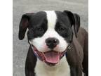 Adopt Bravo a American Pit Bull Terrier / Mixed dog in Troy, OH (41375403)