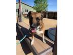 Adopt Bailey a German Shepherd Dog / Mixed dog in Stagecoach, NV (41239616)